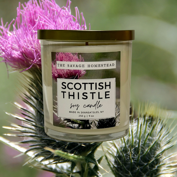 Soy Candle SCOTTISH THISTLE