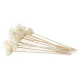 DIFFUSER REEDS